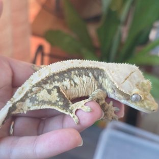 노멀 트라이 화이트스팟 익스트림할리퀸