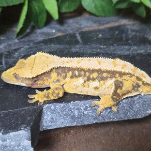 노멀 트라이 화이트스팟 익스트림할리퀸