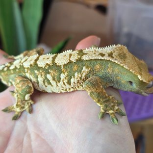 텐저린 익스트림할리퀸