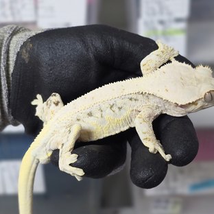 릴리화이트 드리피 솔리드백