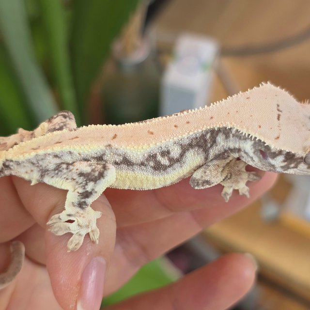 릴리화이트 화이트