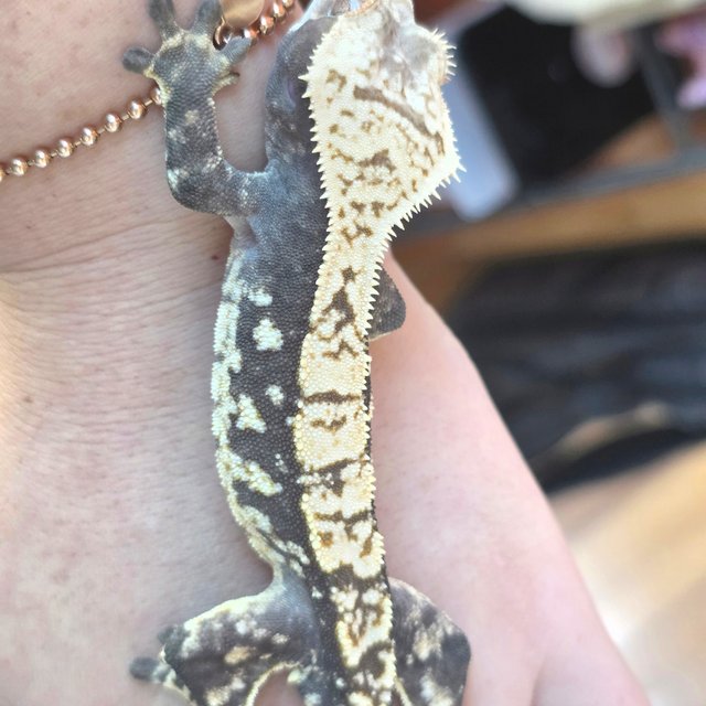 노멀 드리피 화이트스팟 익스트림할리퀸 트라이