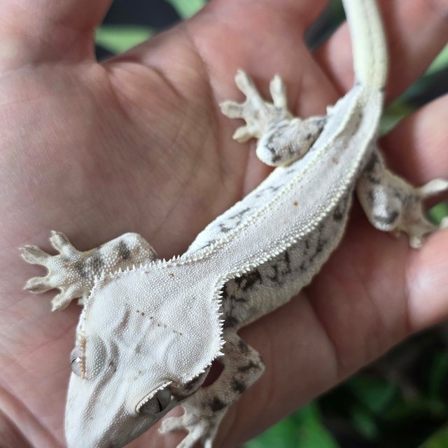 릴리화이트 드리피 화이트스팟