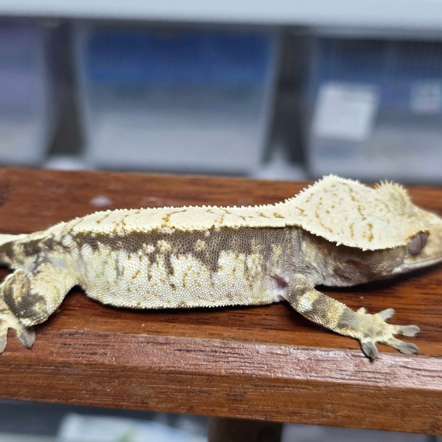 노멀 드리피 화이트스팟