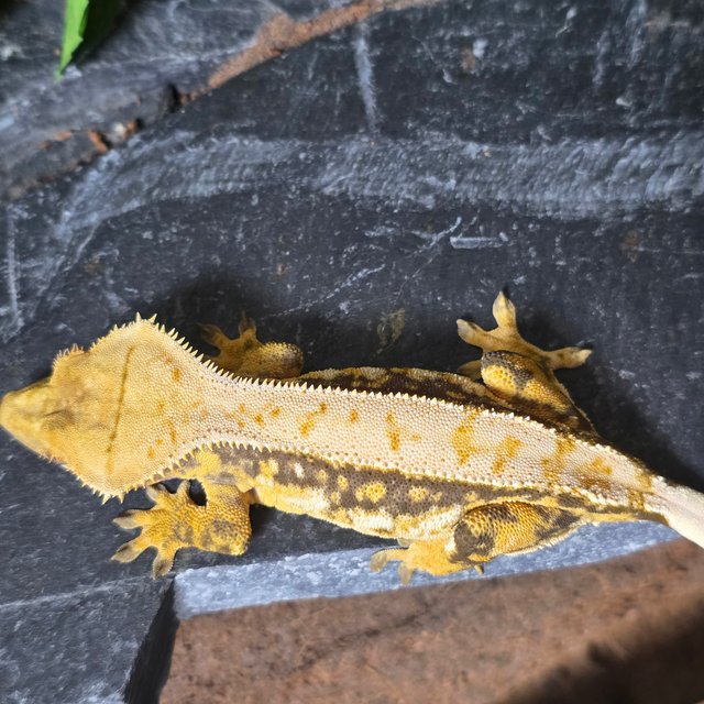 노멀 트라이 화이트스팟 익스트림할리퀸