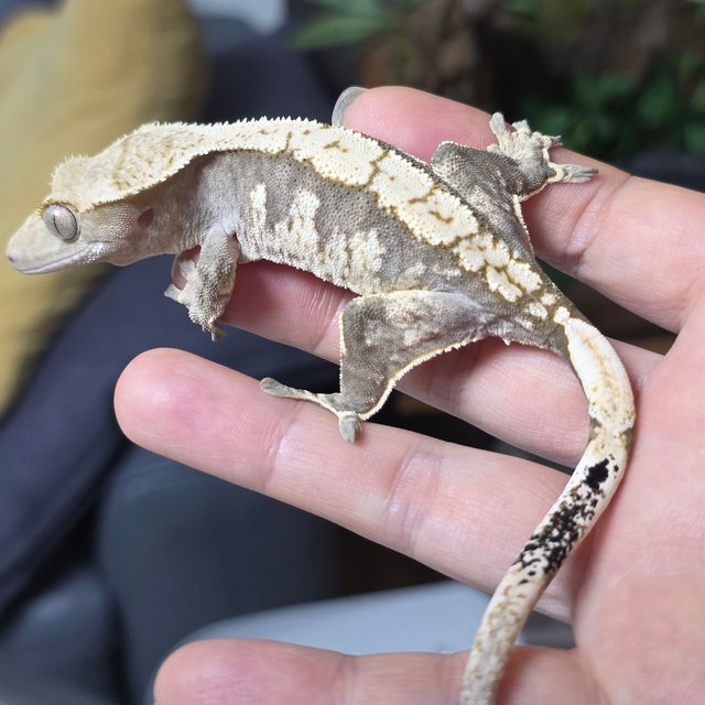 노멀 화이트스팟