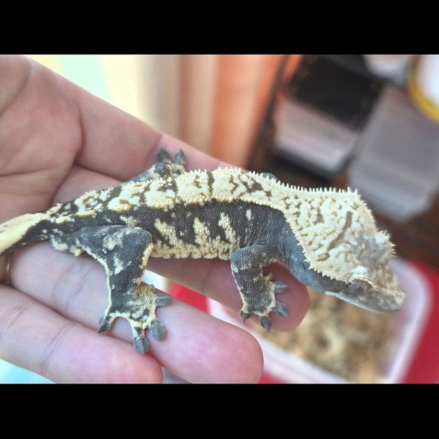 노멀 드리피 화이트스팟 익스트림할리퀸 트라이