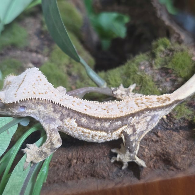 노멀 풀핀 할리퀸 쿼드