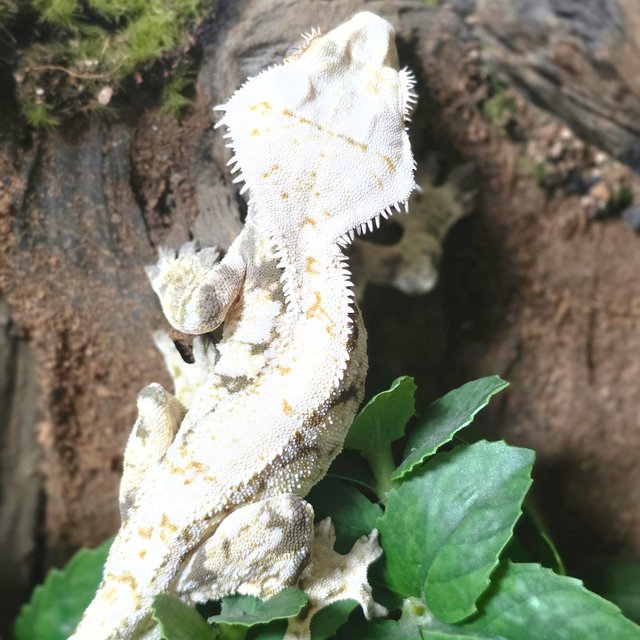 노멀 화이트 드리피 화이트스팟 트라이