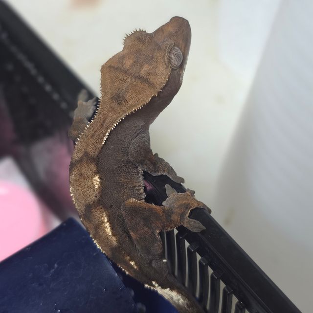 세이블 다크