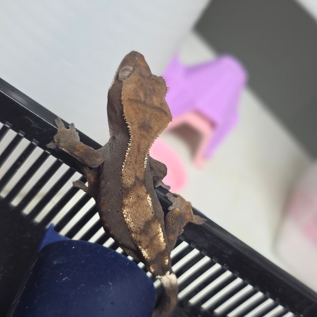 세이블 다크