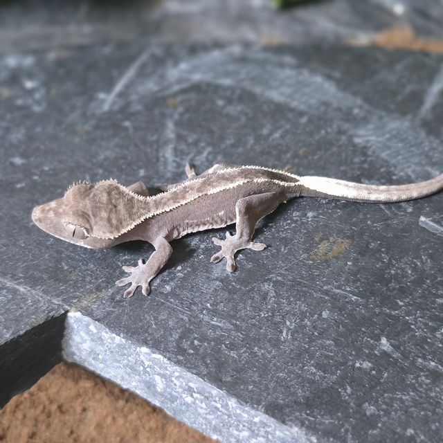 아잔틱 화이트핀