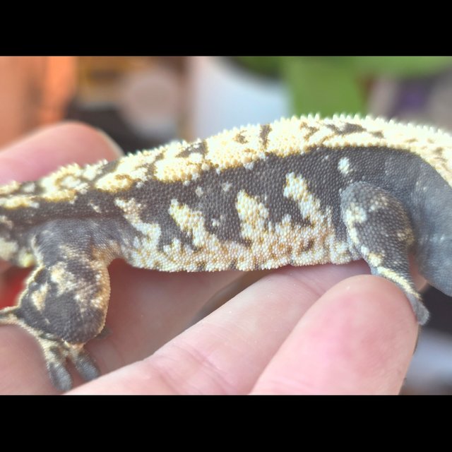 노멀 드리피 화이트스팟 익스트림할리퀸 트라이