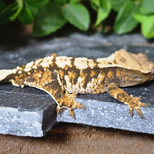 텐저린 익스트림할리퀸