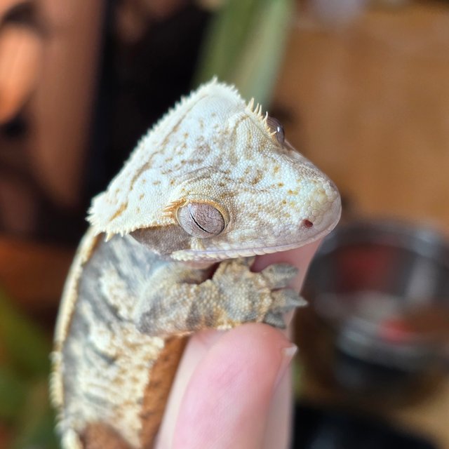 노멀 트라이 익스트림할리퀸 화이트스팟