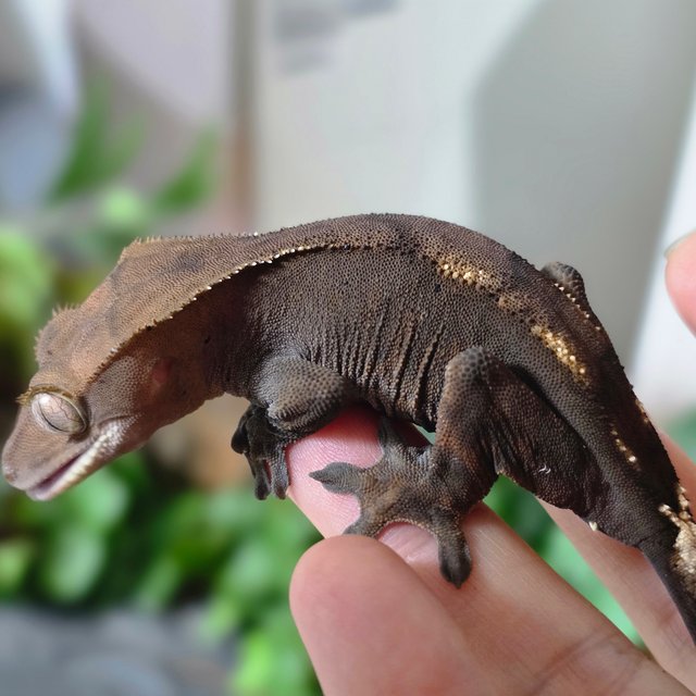 세이블 다크