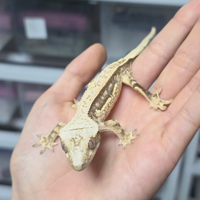 노멀 풀핀 할리퀸 쿼드