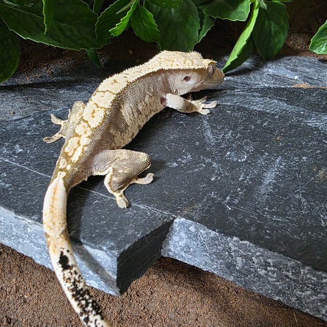 노멀 화이트스팟