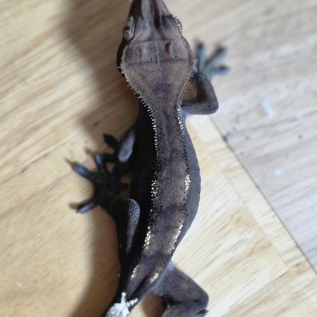 세이블 다크