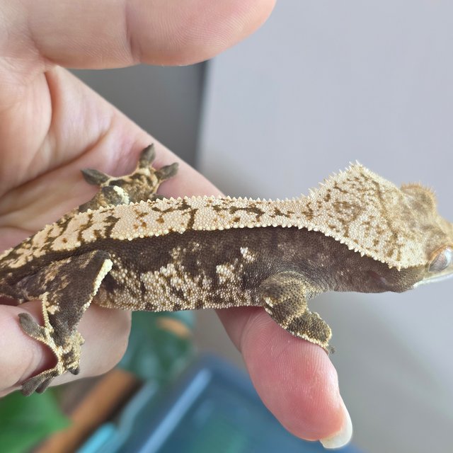 노멀 블랙 화이트