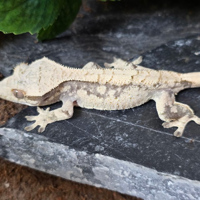 노멀 화이트 익스트림할리퀸