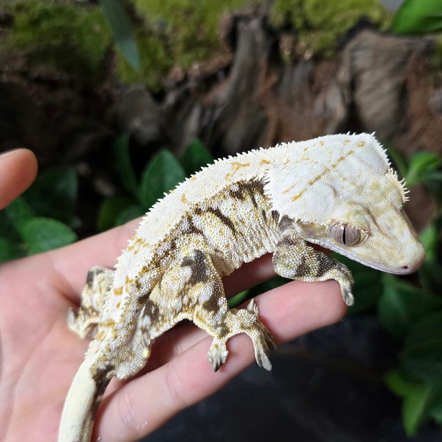 노멀 화이트 드리피 화이트스팟 트라이