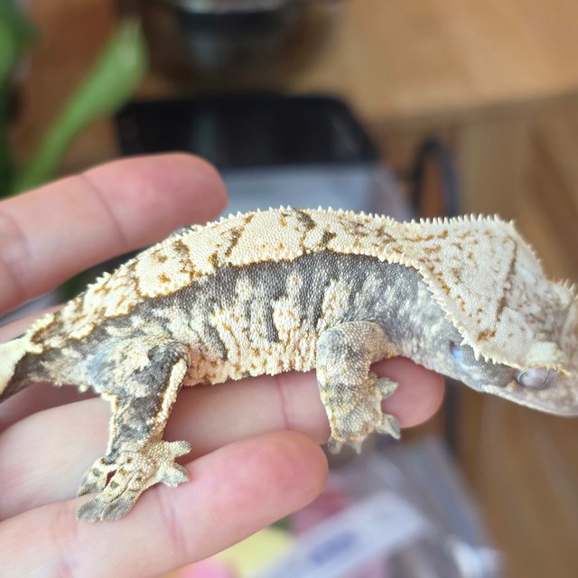 노멀 트라이 익스트림할리퀸 화이트스팟