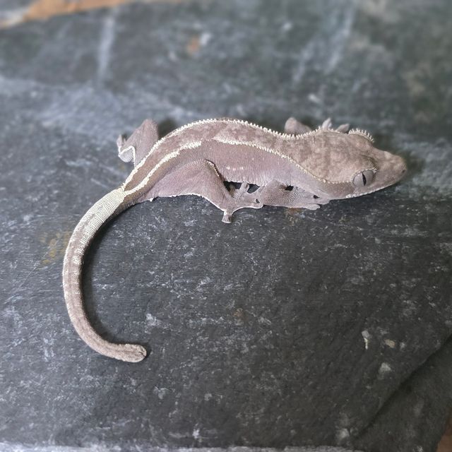 아잔틱 화이트핀