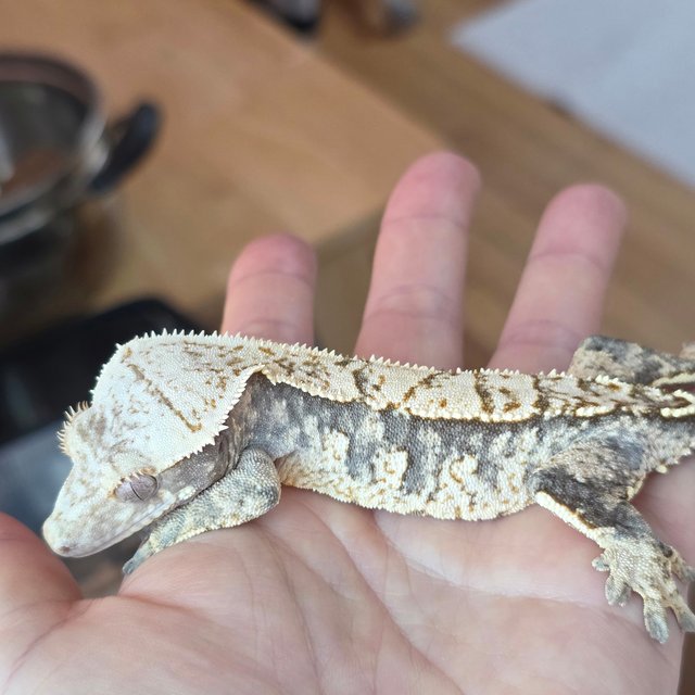 노멀 트라이 익스트림할리퀸 화이트스팟