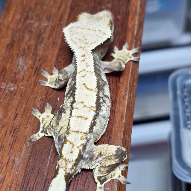 노멀 드리피 화이트스팟