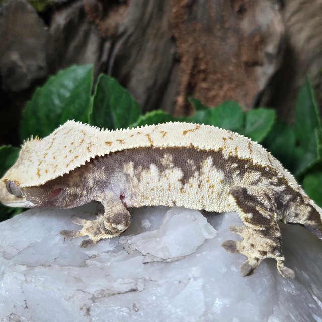 노멀 드리피 화이트스팟