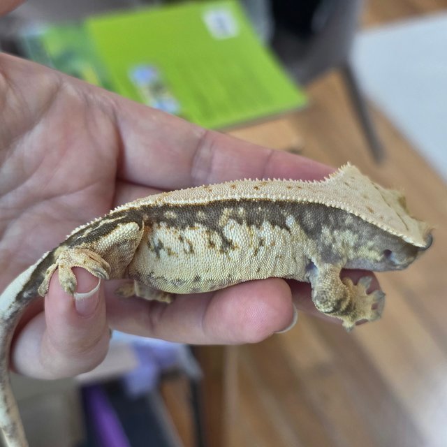 노멀 트라이 화이트스팟 익스트림할리퀸