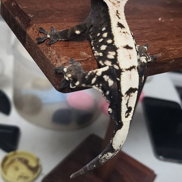 세이블