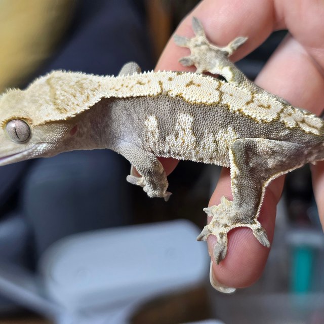 노멀 화이트스팟