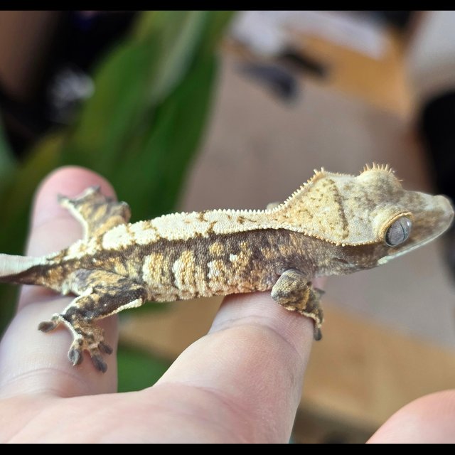 노멀 드리피 화이트스팟 익스트림할리퀸 트라이