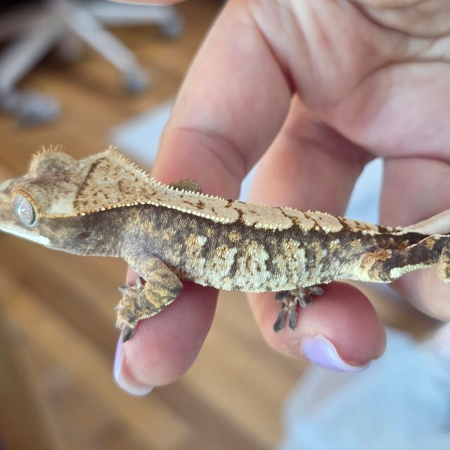 노멀 드리피 화이트스팟 익스트림할리퀸 트라이