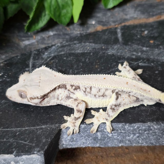 릴리화이트 드리피 화이트스팟