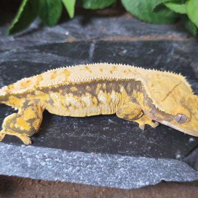 노멀 트라이 화이트스팟 익스트림할리퀸