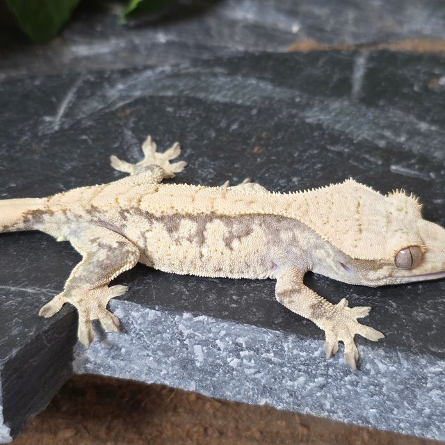 노멀 화이트 익스트림할리퀸