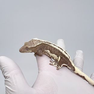 릴잔틱