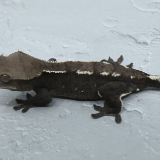 아잔틱