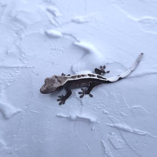 아잔틱