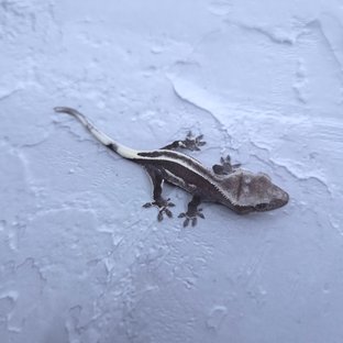 아잔틱