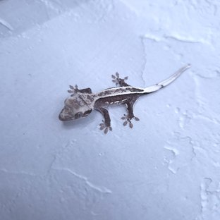 아잔틱