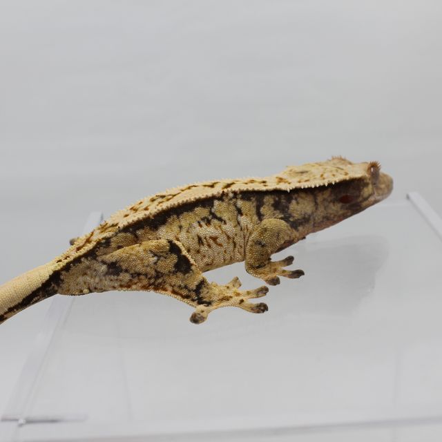 레이지 트라이