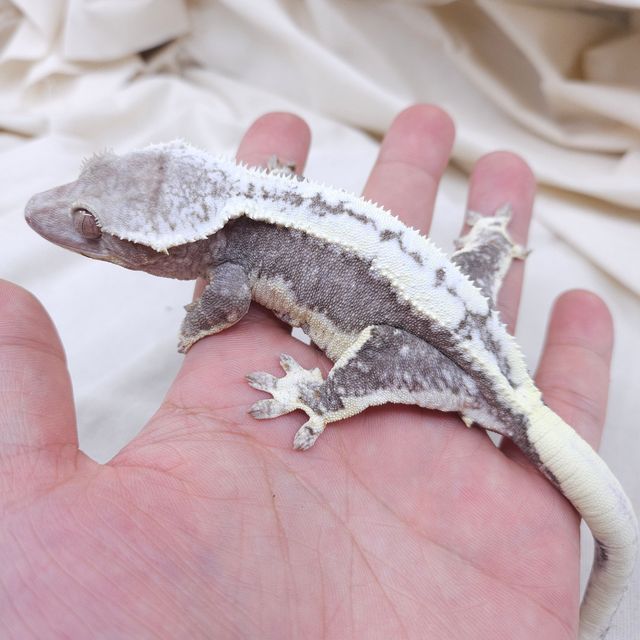 릴잔틱