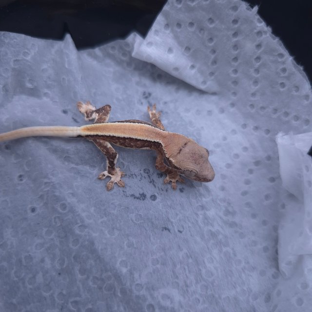 릴리100%헷아잔틱