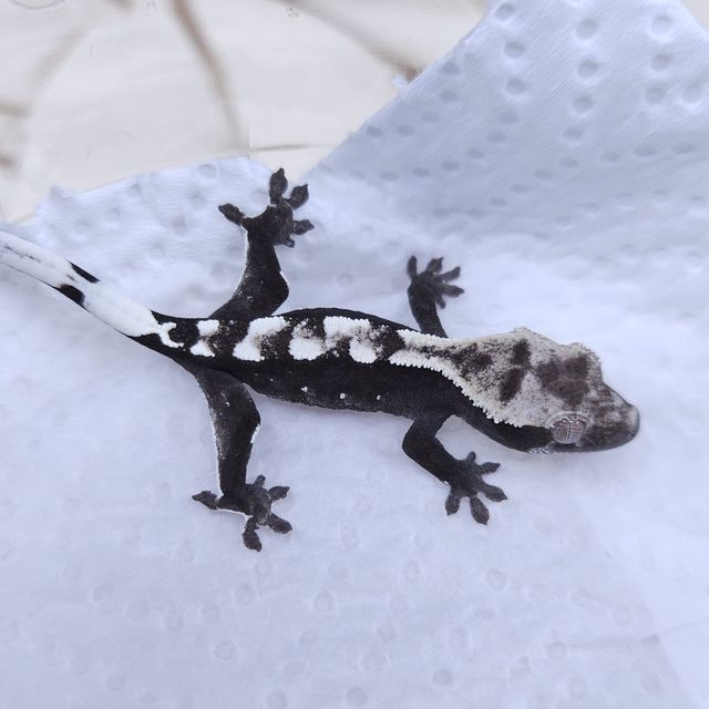 아잔틱