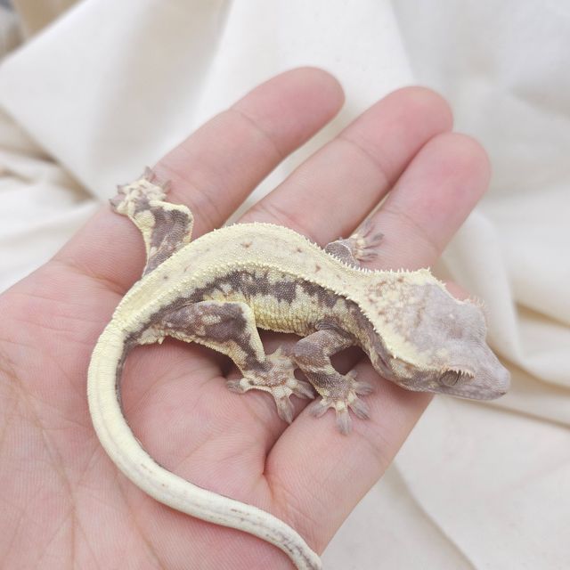 프라푸치노