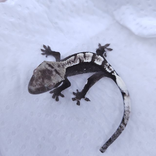 아잔틱